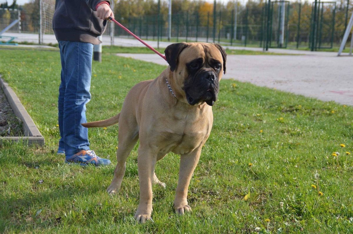 Shark Big Head Beauties | Bullmastiff 