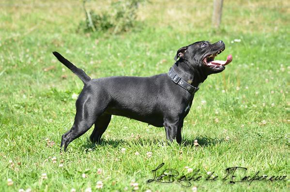 Gleam of Hope de la Roche de l'Empereur | Staffordshire Bull Terrier 