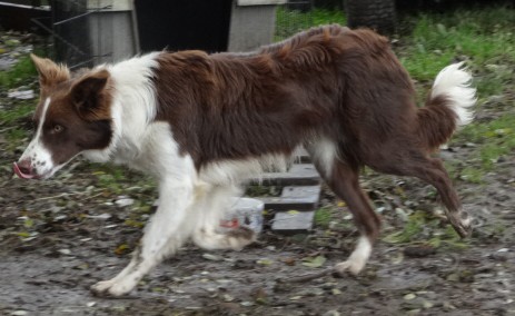 Jet Flash | Border Collie 