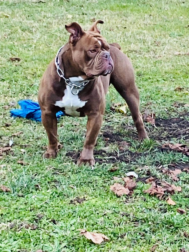 Pack's/ Hooker's Nesquik | Olde English Bulldogge 