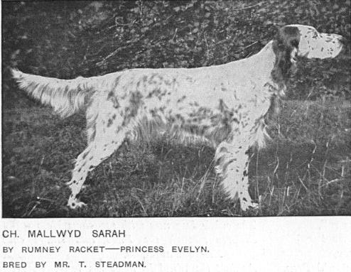 Mallwyd Sarah | English Setter 