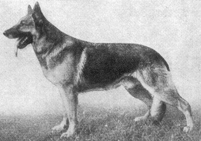 Mix von der Höhenluft | German Shepherd Dog 