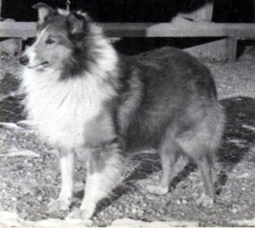 Nashcrest Golden Note | Shetland Sheepdog 