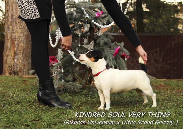 Kindred Soul Very Thing | Jack Russell Terrier 