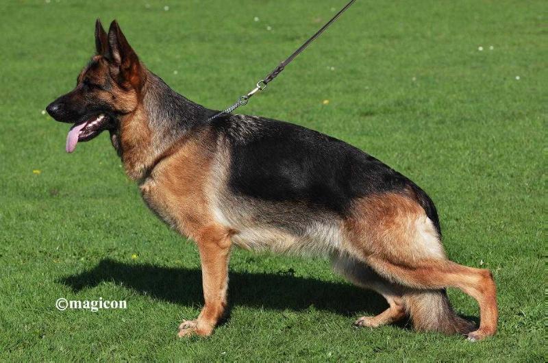 Oana vom Holtkämper Hof | German Shepherd Dog 