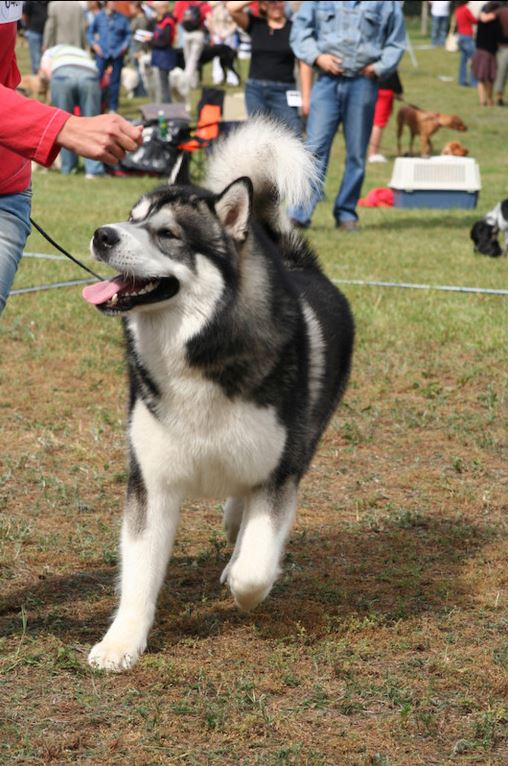 Reckless Rover Shamanrock | Alaskan Malamute 