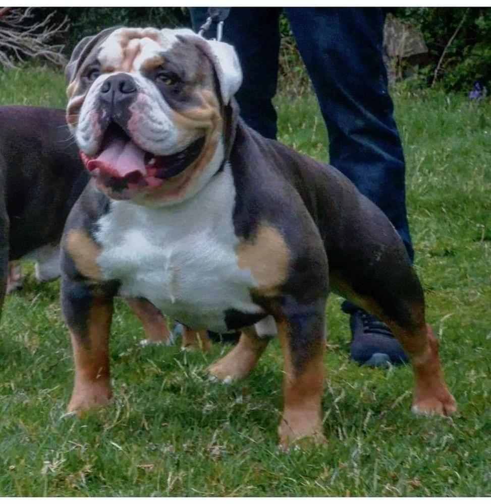 NuEra Legacy Legioner's Heir | Olde English Bulldogge 