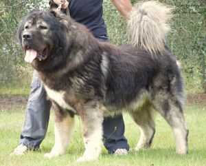 MOHNATYJ STRAZH TITAN MEDVED ROSSII (RUS) | Caucasian Mountain Dog 