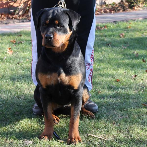 INKA VOM DENIEL ROTT | Rottweiler 