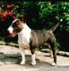 Gipsy Vom glockenhof | Miniature Bull Terrier 