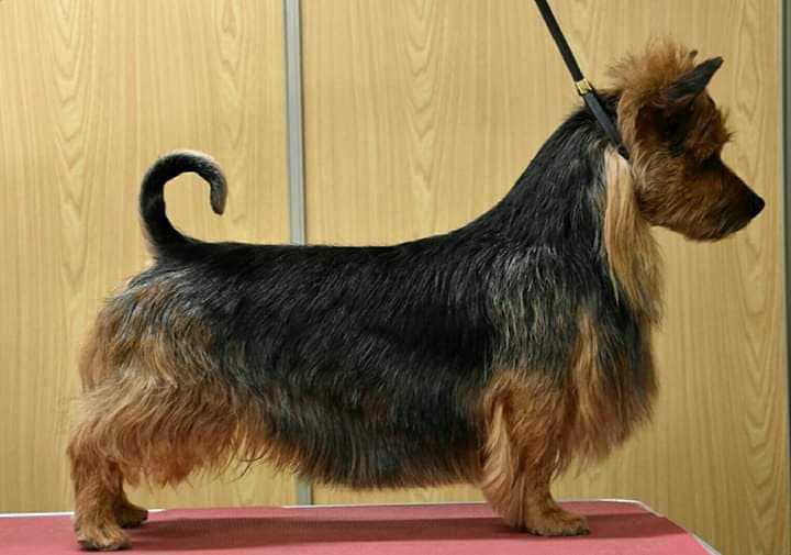 Melukylan Alyn Haly | Australian Terrier 