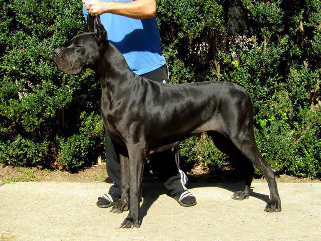 Safari El Loco Szfinx | Great Dane 