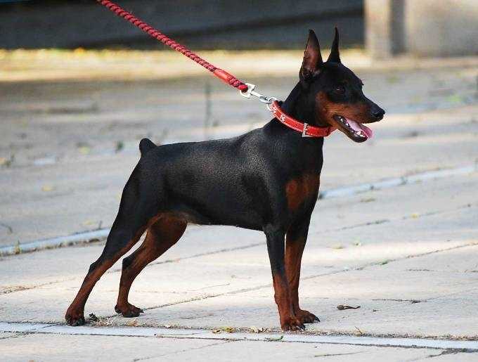 Sangre Caliente Gemma | Miniature Pinscher 