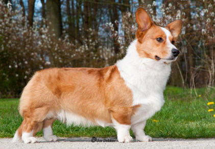 Yasashiikuma Dragon Defender | Cardigan Welsh Corgi 