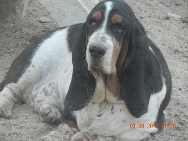 chipi caculha du haras de la vergne | Basset Hound 