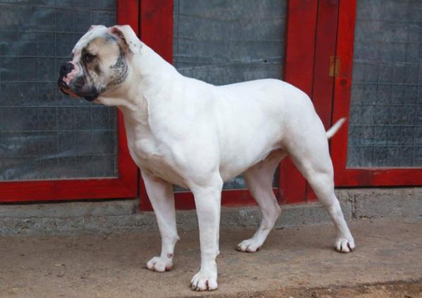 B.O.V. Dyna of Blade Bulls | American Bulldog 