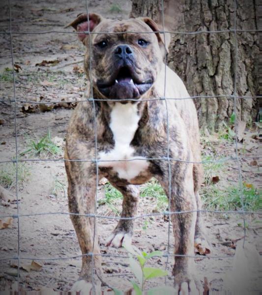 Alubull's King Dick Reset aka Camo | Olde English Bulldogge 