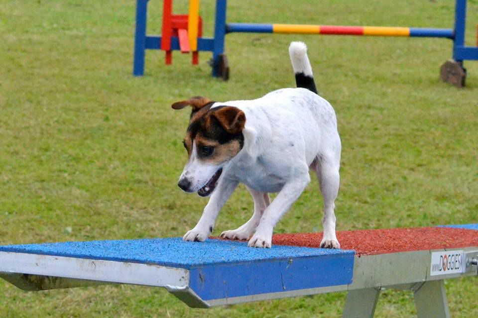 Oonah van 't Geystersveld | Parson Russell Terrier 