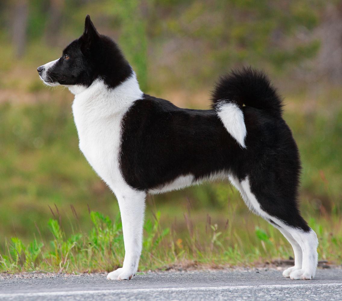 Rohmoivan Evita | Karelian Bear Dog 