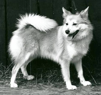 Loa frá Thytur Stadir | Icelandic Sheepdog 