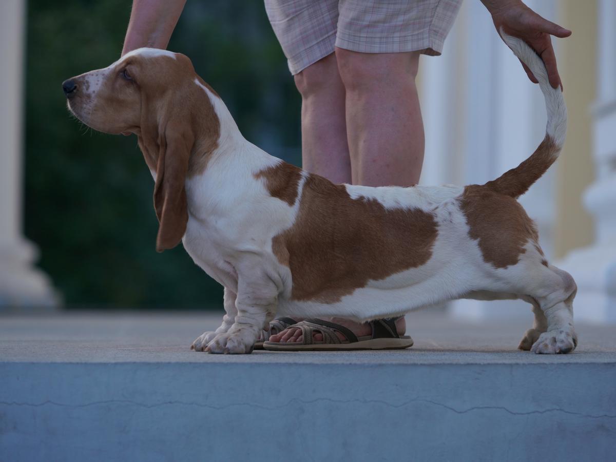 RUSSIAN PRIDE VIVA VICTORIA | Basset Hound 