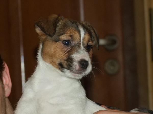 Royal di San Ruffino Jack XENIA  MAGOR | Jack Russell Terrier 