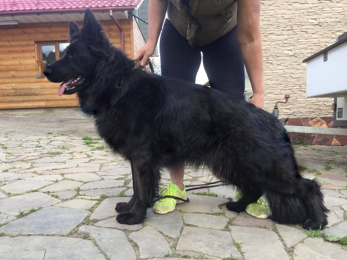 EYFORIYA EVELI | German Shepherd Dog 