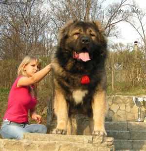 RUSSKII RISK BOYVOY | Caucasian Mountain Dog 