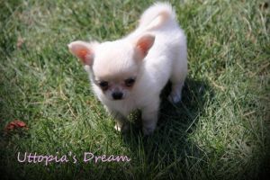 Maggie May Of Uttopia's Dream | Chihuahua 