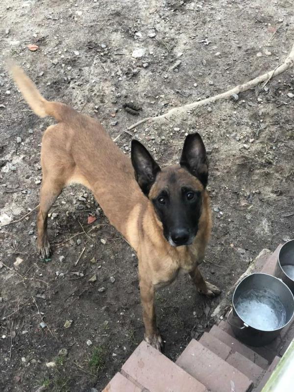 Maces Spencer Watsongold | Belgian Malinois 
