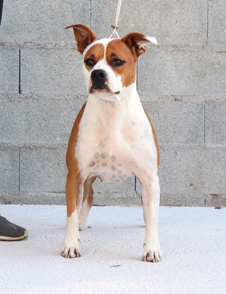 N'Aaliyah The Princess In My Heart Of Walker Red | American Staffordshire Terrier 