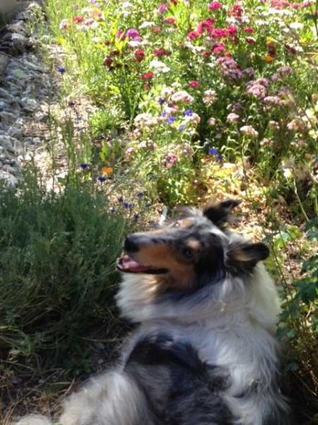 Gretta | Rough Collie 