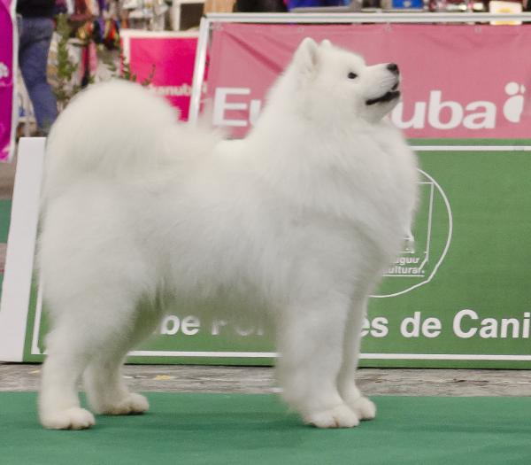 Cabaka's Valiant of Gucci | Samoyed 