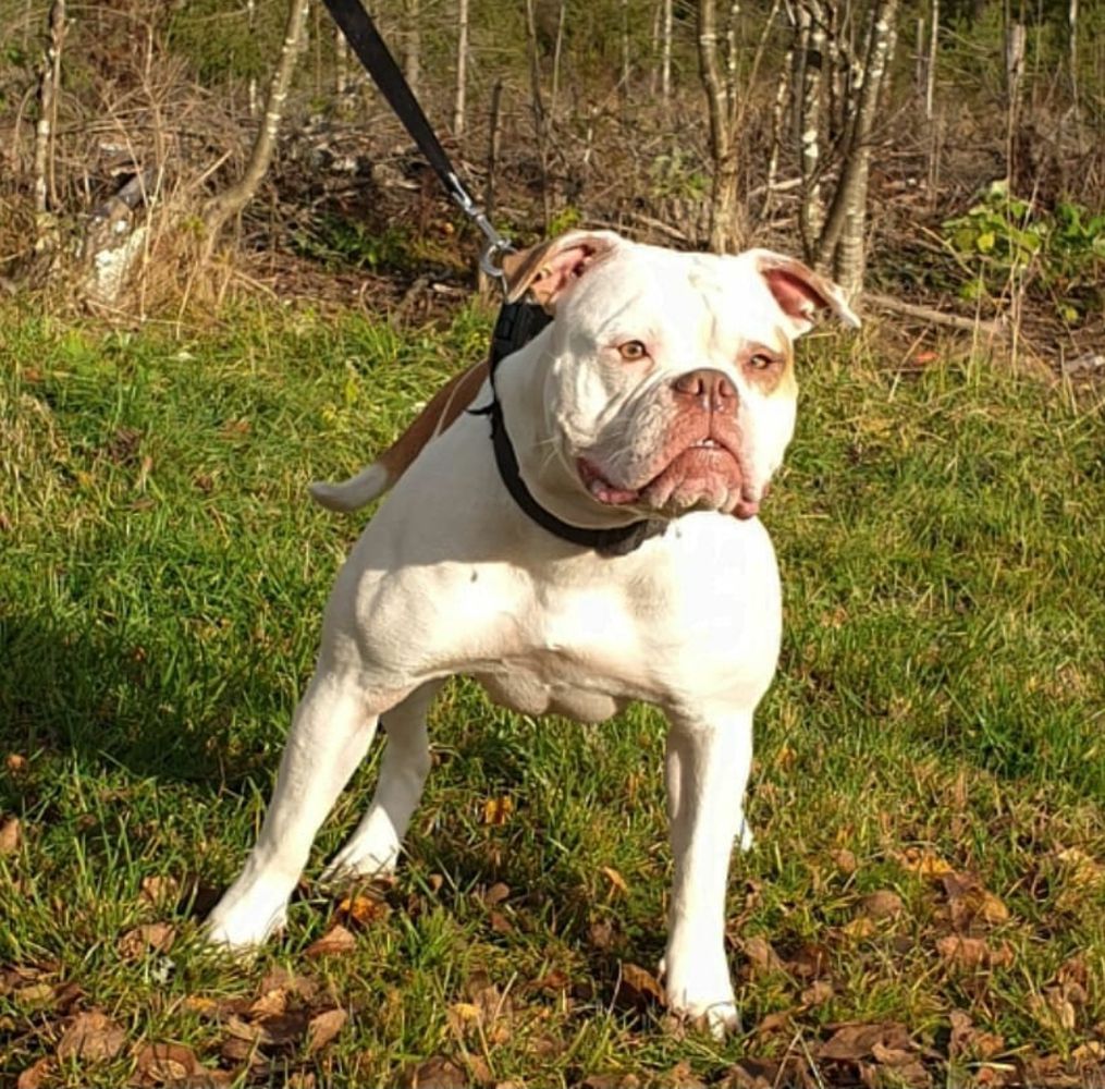 Loverbulls Nikki | American Bulldog 