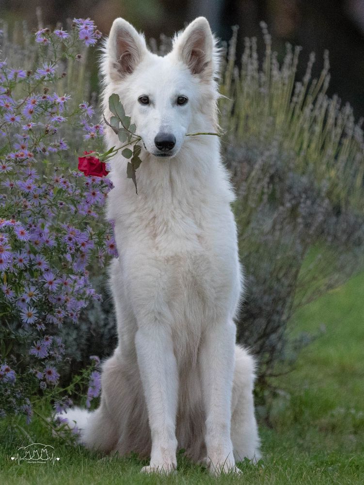 Keesha vom Donnersberger Land | White Swiss Shepherd Dog 