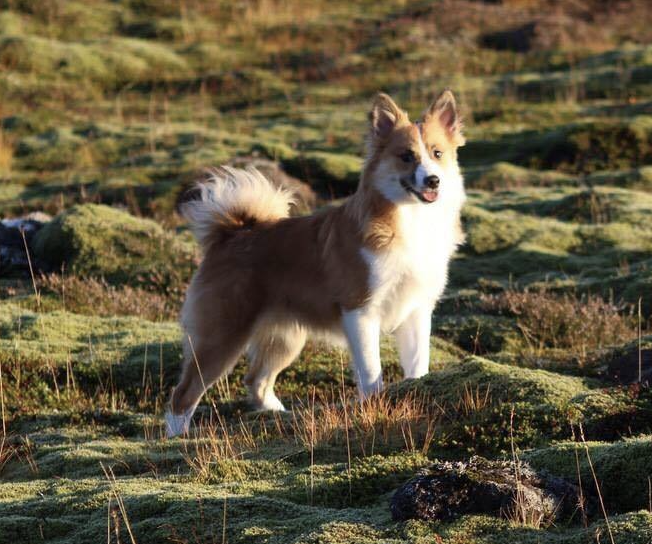 Laufeyjar Glódís af Snætinda | Icelandic Sheepdog 