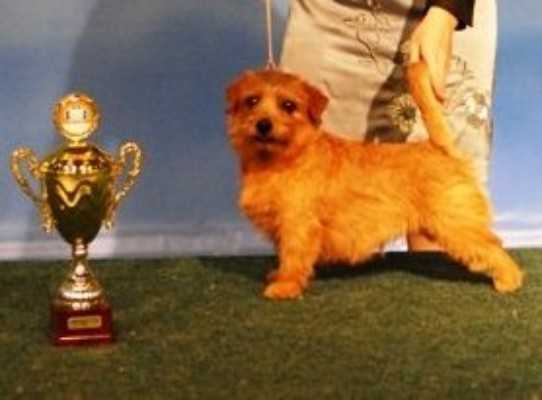 Allright Sweet Vasilisa | Norfolk Terrier 