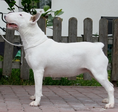 PROMISE OF PLEASURE OPALPLAST | Bull Terrier 