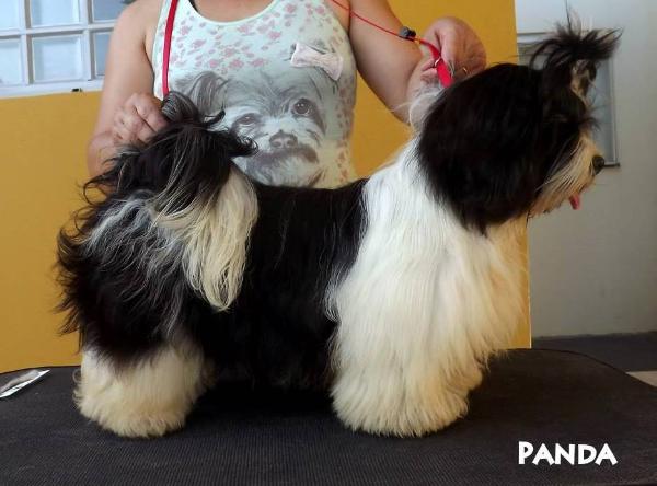 Panda La Mattina D'oro | Lhasa Apso 