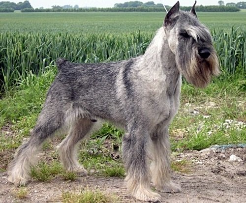 Felice di Steven | Standard Schnauzer 