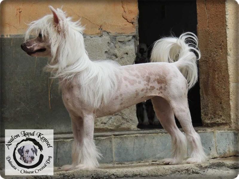 HL Anabelle of Avalon Land | Chinese Crested 