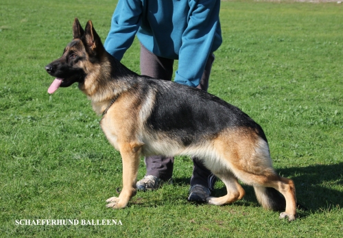 Schaeferhund Balleena | German Shepherd Dog 