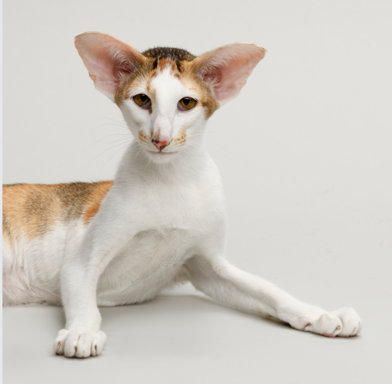 Oriental Bicolor