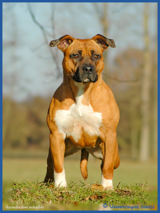 E-mail de la maison d este | American Staffordshire Terrier 
