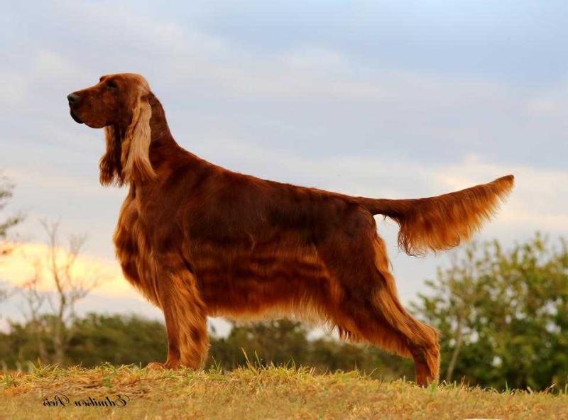 Triaccan Irish Cachaza Sugar | Irish Setter 