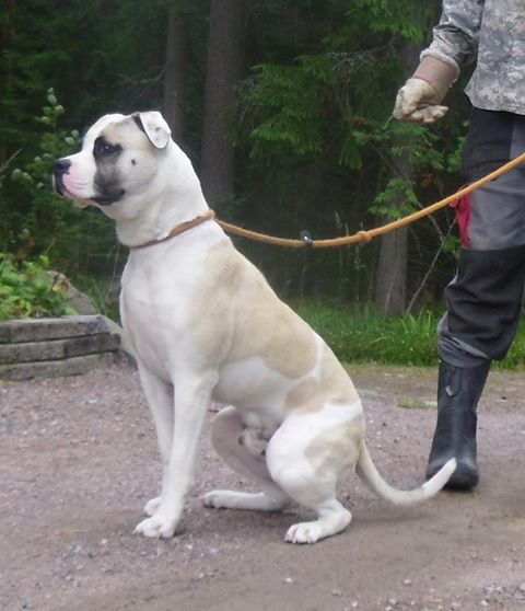 Snow White's Jack Sparrow | American Bulldog 