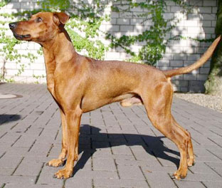 AMICO from Prinzess Pless | German Pinscher 