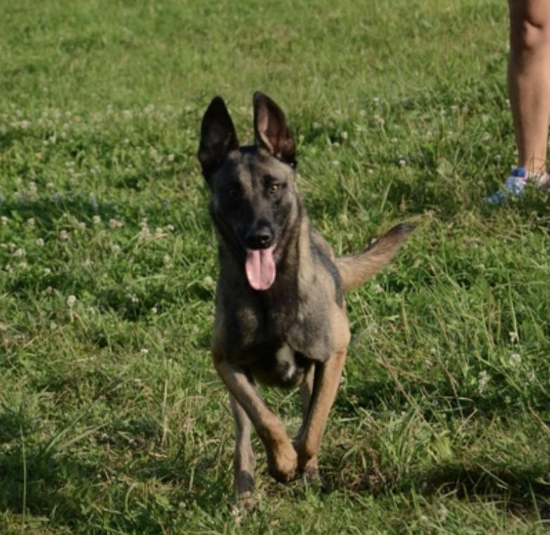 Pepsi of Braveheart Oradinum | Belgian Malinois 