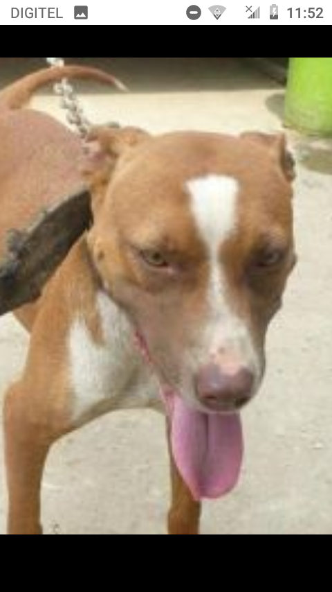 Kongyaju KNL'S tequila | American Pit Bull Terrier 