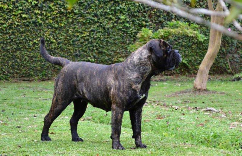 Southernpepper Juno | Bullmastiff 